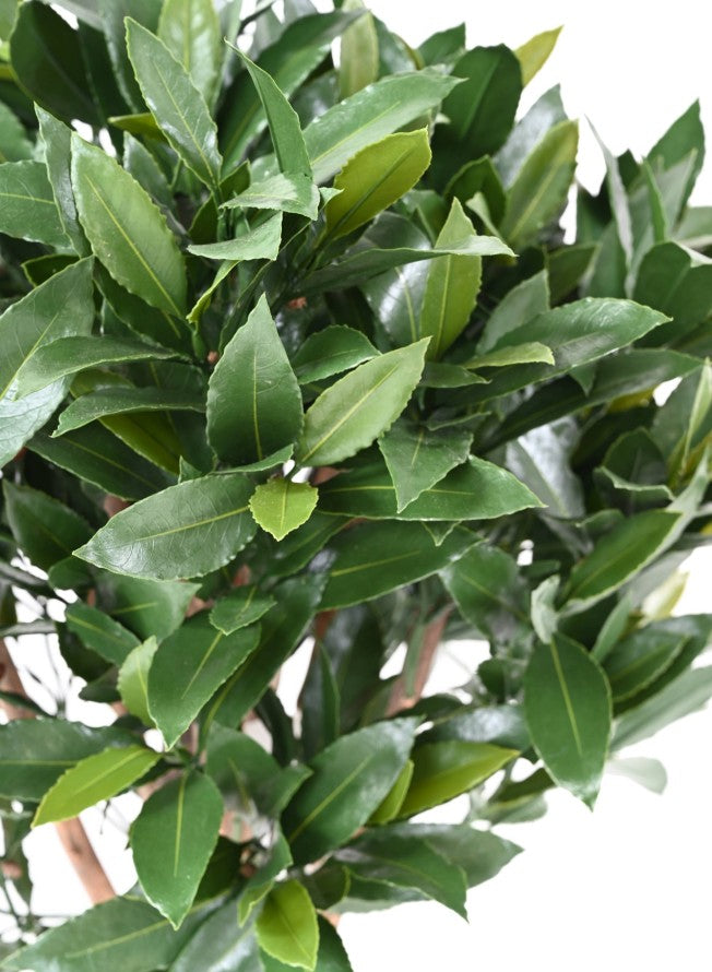 Laurier nobilis artificiel new tige boule 130 uv