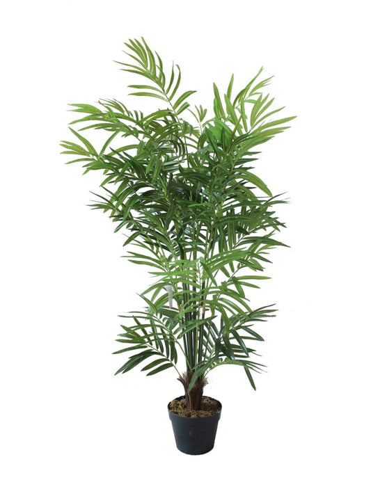 Palmier Parlour Buisson