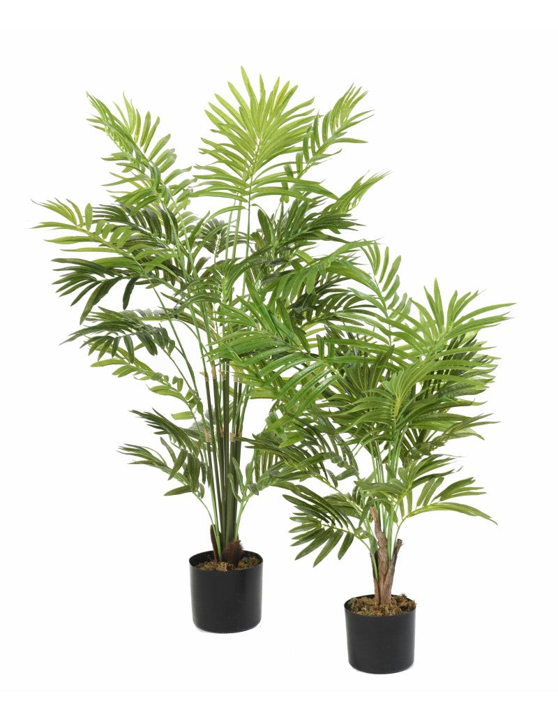 Palmier Parlour Buisson