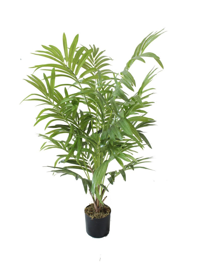 Palmier Parlour Buisson