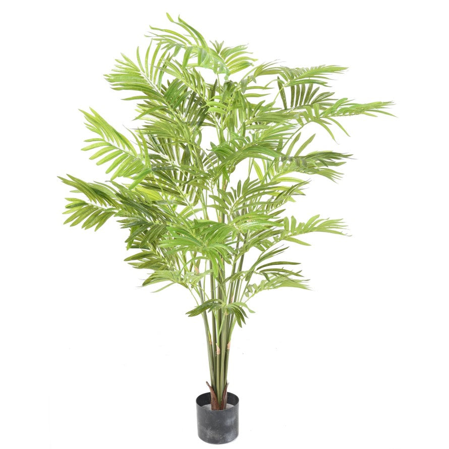 Palmier Parlour Buisson