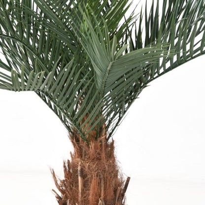 Artificial Phoenix Trunk N PLAST